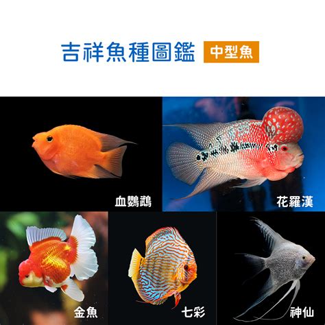 招財魚|財神魚(黃金戰船)飼養14要點 – 寵物百科